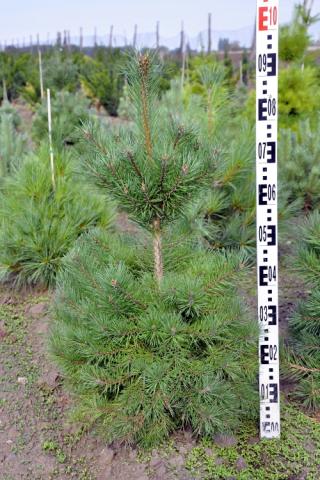 Pinus sylvestris